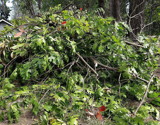 green waste removal