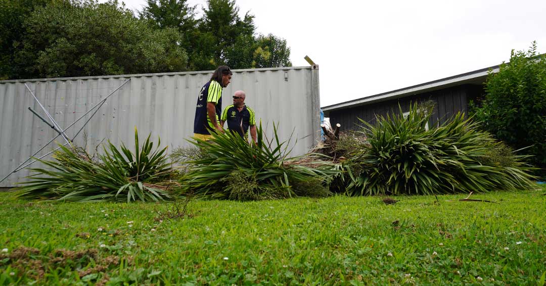 tree felling in napier by TYC