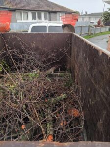 cuttings off tree